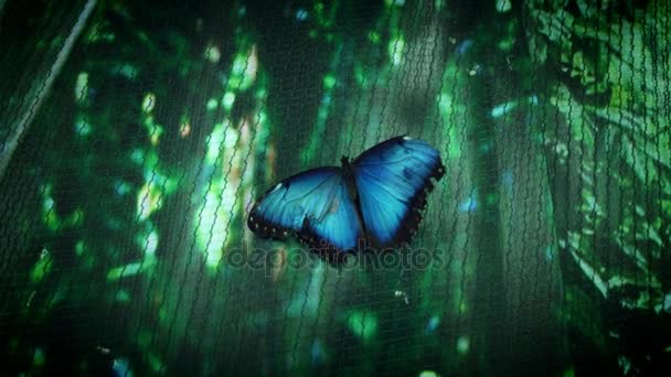 Beautiful Butterfly Species — Stock Video