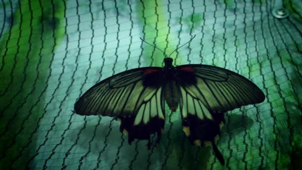 Hermosa especie mariposa — Vídeo de stock