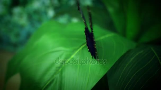 Hermosa especie mariposa — Vídeos de Stock