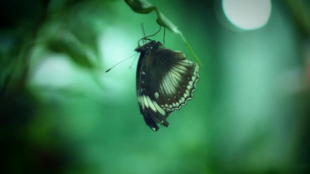 Mooie vlindersoorten — Stockvideo