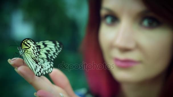 Espécies de borboleta bonita — Vídeo de Stock