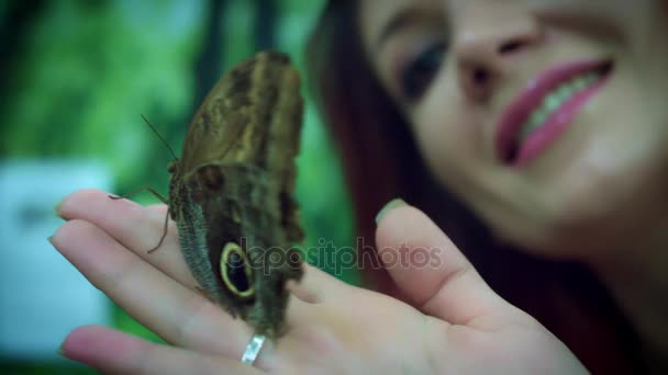 美丽的蝴蝶种类 — 图库视频影像