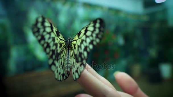 Hermosa especie mariposa — Vídeo de stock