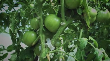 Eski, vintage kompozisyon