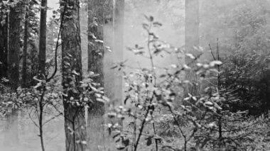 Letonya, ormanların 2017