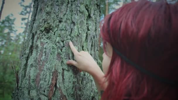 Letonya, ormanların 2017 — Stok video
