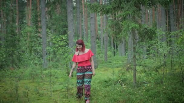 Skogarna i Lettland, 2017 — Stockvideo