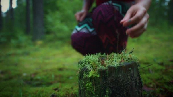 Florestas da Letónia, 2017 — Vídeo de Stock