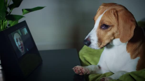 PET och smarta hem visningsenhet — Stockvideo