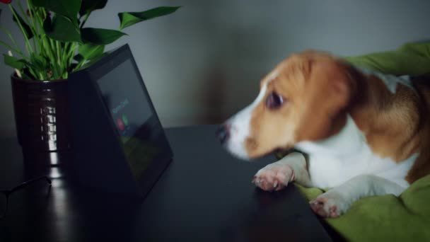 Animale de companie și dispozitiv inteligent de afișare acasă — Videoclip de stoc