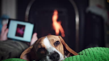 köpek beagle aile ile