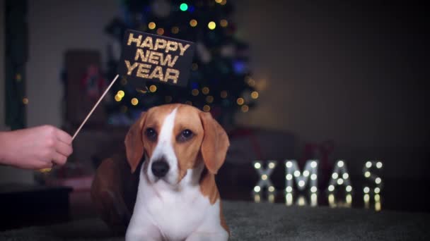 Cão beagle posando — Vídeo de Stock