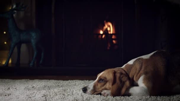 Hond beagle met familie — Stockvideo