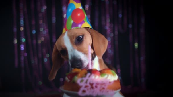 Cão se divertindo — Vídeo de Stock