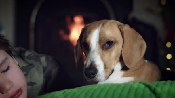 Hund beagle med familj — Stockvideo