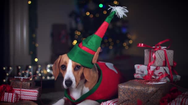 Beagle pies pozowanie — Wideo stockowe