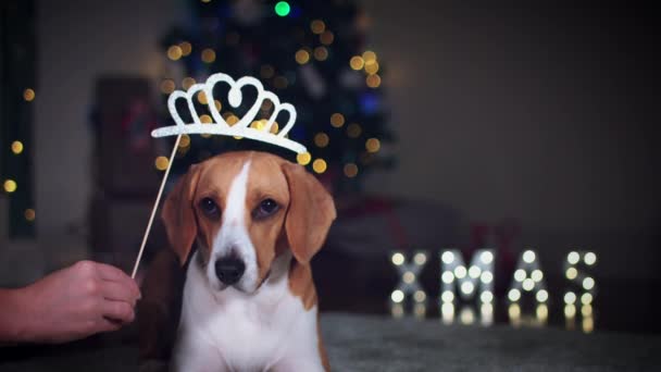 Beagle dog posing — Stock Video