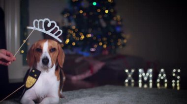 beagle köpek poz
