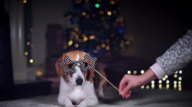 beagle köpek poz