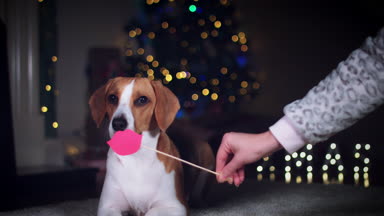 beagle köpek poz