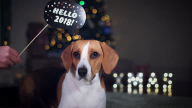 beagle köpek poz