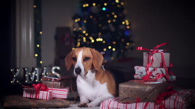beagle köpek poz