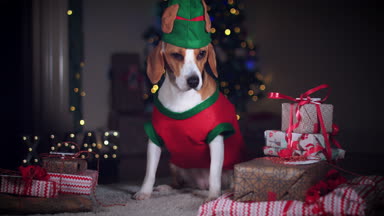 beagle köpek poz