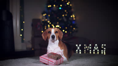 beagle köpek poz