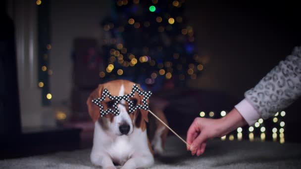 Beagle perro posando — Vídeo de stock