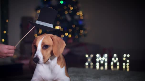 Cão beagle posando — Vídeo de Stock