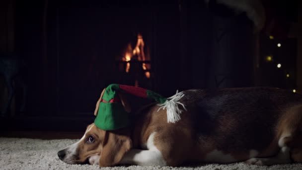 Perro beagle con familia — Vídeo de stock