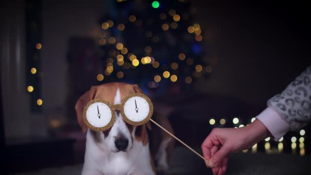 Beagle köpek poz — Stok video