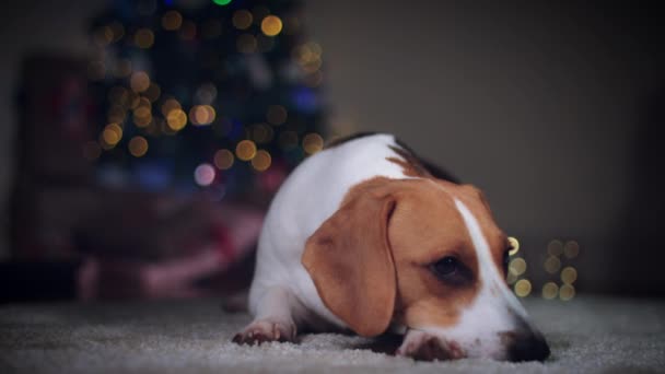 Beagle perro posando — Vídeo de stock