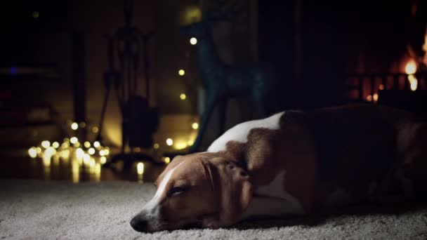 Perro beagle con familia — Vídeo de stock