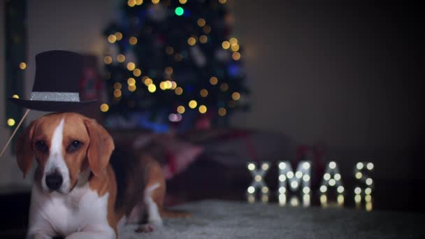 Beagle köpek poz — Stok video