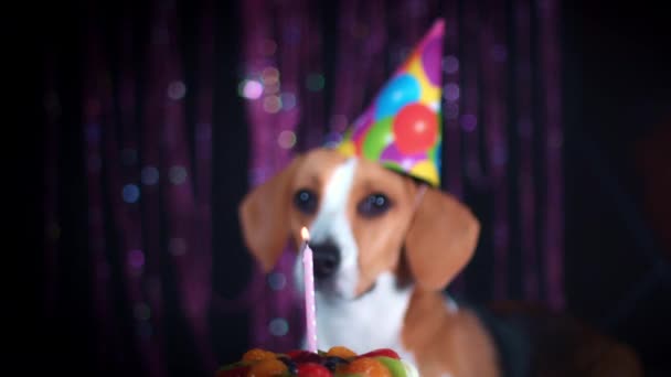 Cão se divertindo — Vídeo de Stock