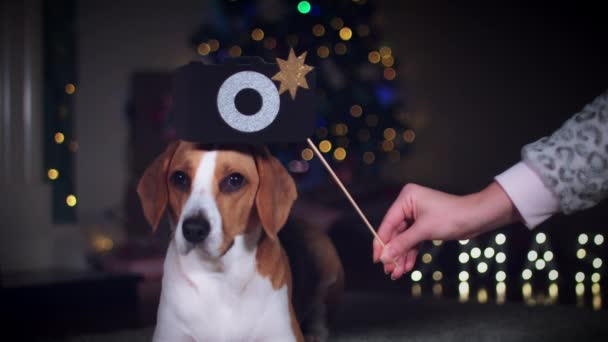 Beagle perro posando — Vídeos de Stock