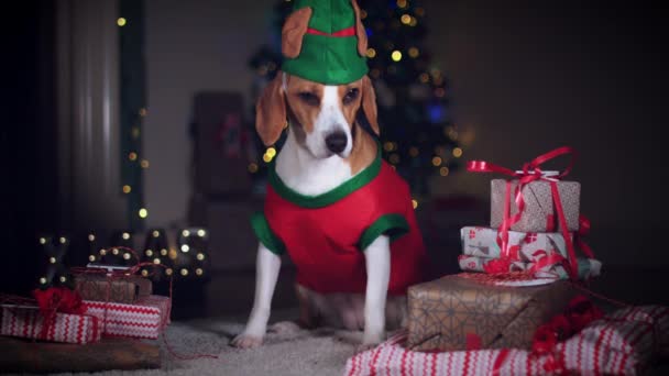 Beagle Dog posiert — Stockvideo