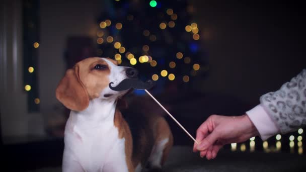 Beagle perro posando — Vídeo de stock