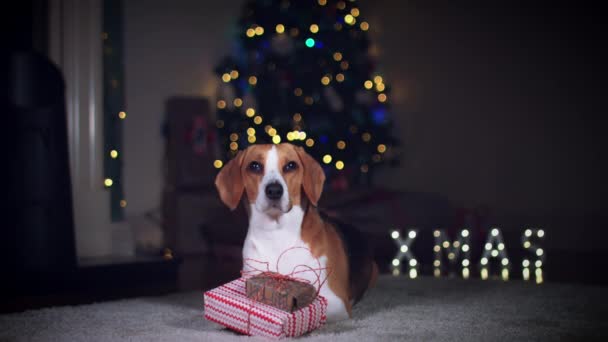 Beagle perro posando — Vídeo de stock