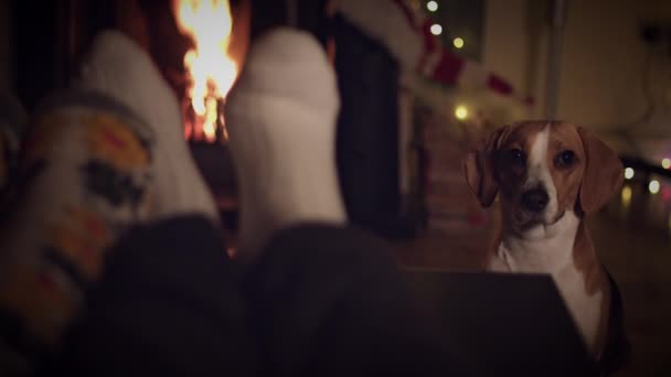 Pes beagle s rodinou — Stock video