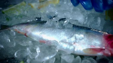 Taze balık ve deniz ürünleri.