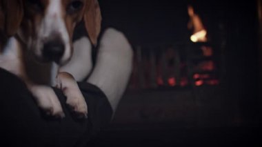köpek beagle aile ile