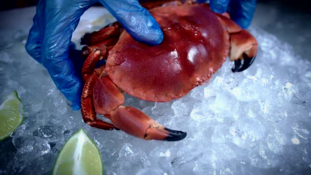 Peixes e mariscos frescos — Vídeo de Stock