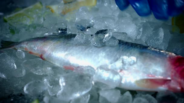 Poissons et fruits de mer frais 