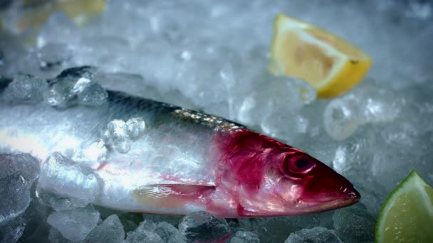 Pescado fresco y mariscos — Vídeos de Stock