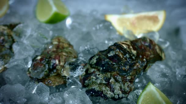 Pescado fresco y mariscos — Vídeos de Stock