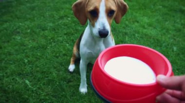 1 yaşındaki köpek