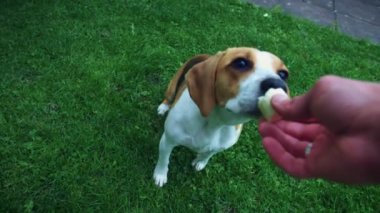 1 yaşındaki köpek