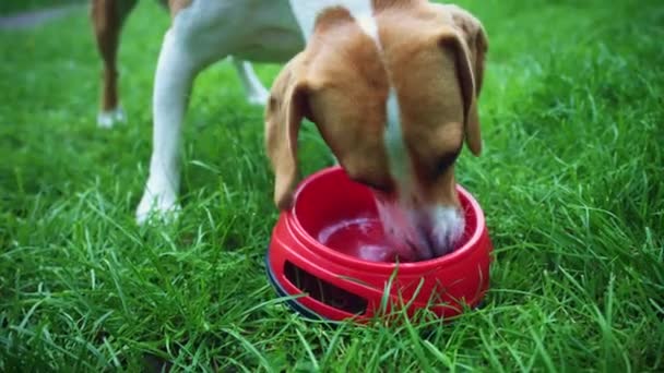 Perro de 1 año — Vídeo de stock